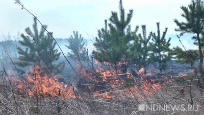 В 34 городах Свердловской области запретили ходить в леса из-за пожаров